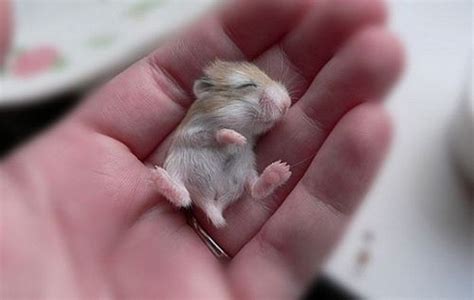 Sleeping mouse - Teh Cute