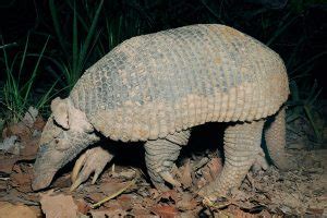 Giant Armadillo Information, Habitat, Adaptations, Pictures