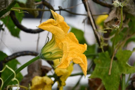 Loofah Flowers On The Fence Background, Loofah Flower, Fence, Plant ...