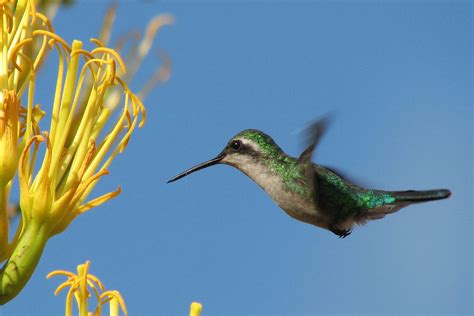 Caribbean Endemic Bird Festival Begins April 22nd – BirdsCaribbean