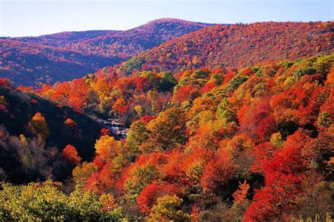 The temperate rainforests of North Carolina’s mountains are the most ...