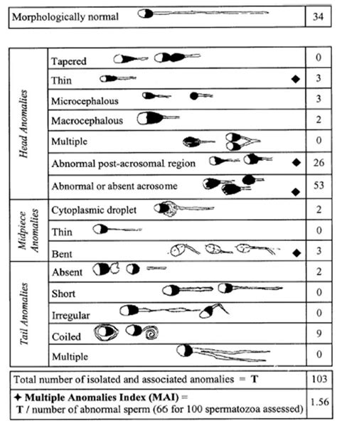 Sperm morphology: classifications of normal and abnormal human... | Download Scientific Diagram