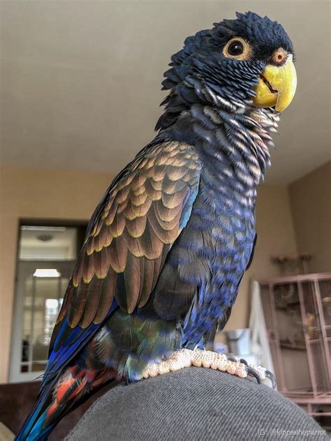 BeggingBirb | Pet birds, Parrot pet, Pet birds parrots