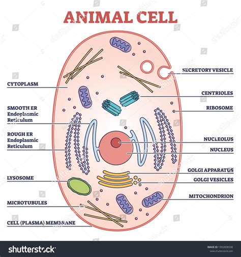 Animal Cell Labeled Anatomical Structure Parts: เวกเตอร์สต็อก (ปลอดค่า ...