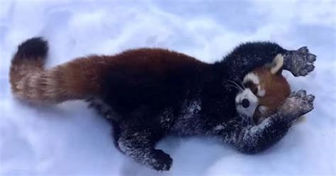 Watch super-cute red pandas leap in the snow as they make the most of wintry weather - World ...