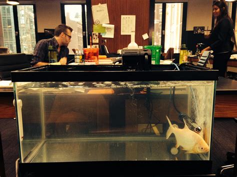 Huffington Post Adds A 'Testicle-Eating' Pacu Fish Tank To The Office Decor | IBTimes