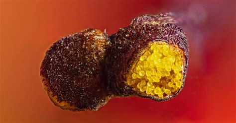 [OC] Poinsettia Anther and Pollen [3653x1913] : r/MacroPorn