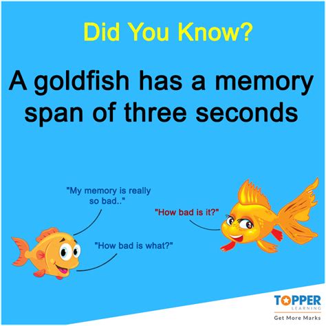 #DidYouKnow A goldfish has a memory span of three seconds. #Fact | Fun facts, My memory, Fun