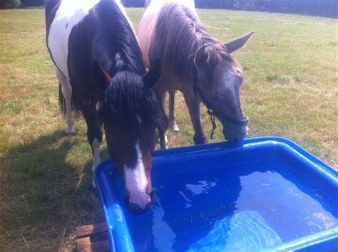 250 Litre Extra Large Heavy Duty Water Trough | Parallax Plastics