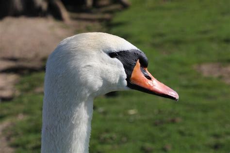 Premium Photo | Close-up of swan