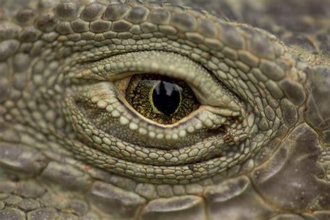 Iguana eye | Follow us: www.facebook.com/dualtimestudio vime… | Flickr