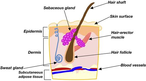 Sebaceous Glands