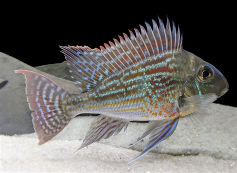 April 21, 2023 | Andy Hudson | Breeding Geophagus – Milwaukee Aquarium Society