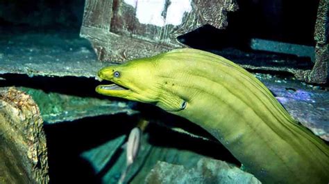 New species of Moray eel discovered off Cuddalore coast named after Tamil Nadu