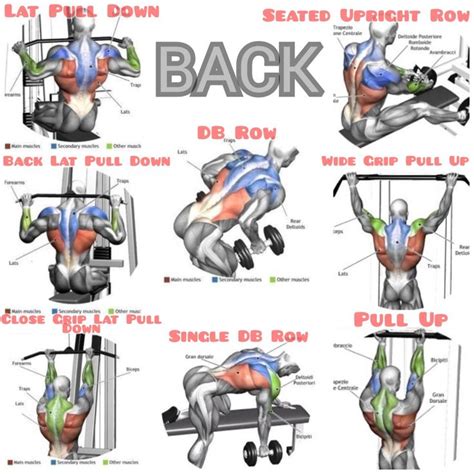 Back Day | Back workout bodybuilding, Gym back workout, Best gym workout