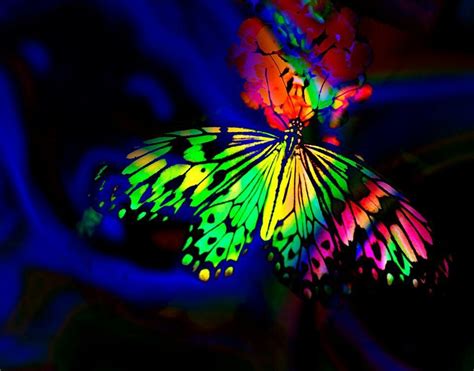 Pin by Lauraine Wilson on Unmissable Creatures | Rainbow butterflies ...