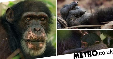 Dynasties viewers spent their Sunday sobbing over the triumph of David the chimp | Metro News