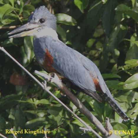 Ringed Kingfisher (Megaceryle torquata)