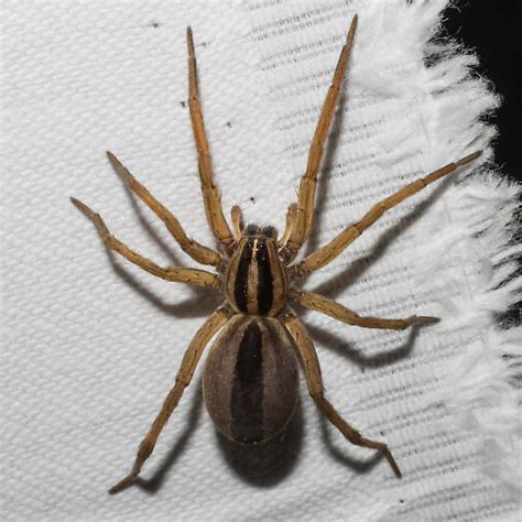 Brown-striped spider - Rabidosa punctulata - BugGuide.Net