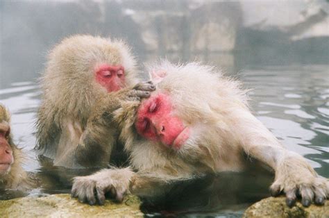 Snow Monkey - 5 unique animals from Japan - InsideJapan Blog