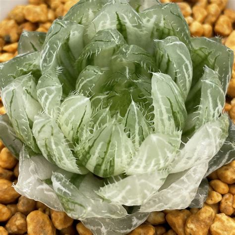 Haworthia LED Variegated – ChinaHaworthia