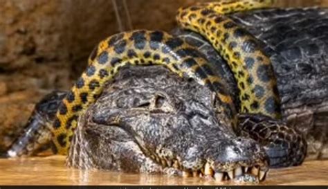 Viral video shows giant anaconda wrapped around alligator, brutal ...