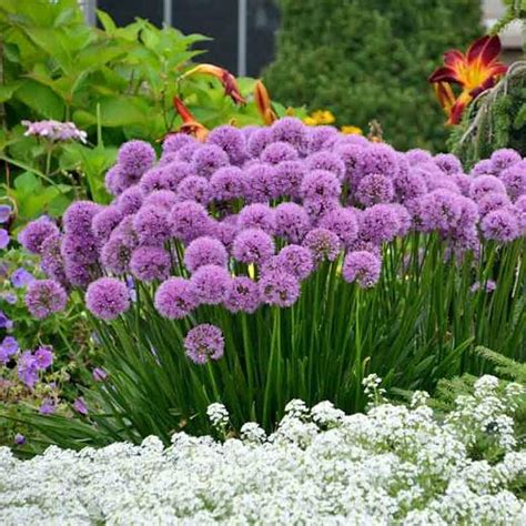 Allium 'Millenium' (Ornamental Allium)