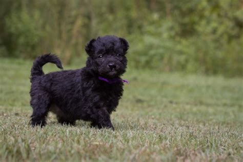 All About Pumi Dog Breed – Origin, Behavior, Trainability, Facts, Puppy, Price, Color, Health