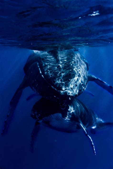 Mom & Baby Humpback whale | Whale, Underwater photography, French polynesia