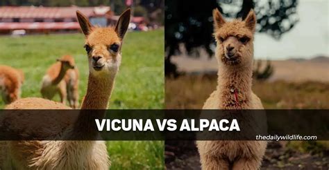 Vicuna Vs Alpaca (8 Main Differences And Similarities!) - The Daily ...