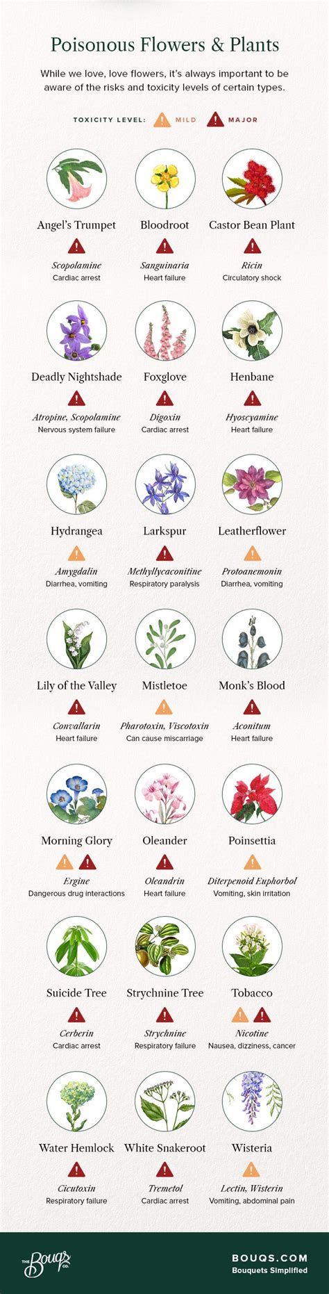 a poster with different types of flowers and plants on it's sides, including the names