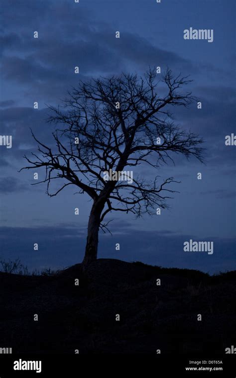 Tree on background night sky Stock Photo - Alamy