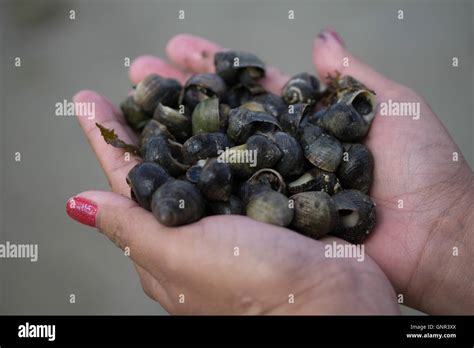 Edible periwinkle hi-res stock photography and images - Alamy