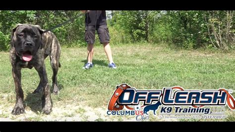 Dog Training: 5 Day Private Seminar! Five Month Old English Mastiff ...