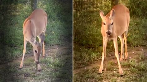 Watch: Deer eating snake shocks netizens, watch-deer-eating-snake ...