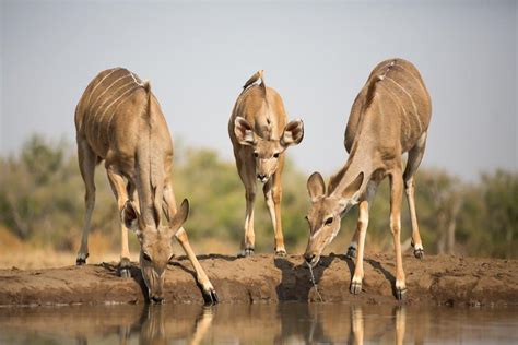 Kudu vs Eland: What Are The Differences? - Wiki Point