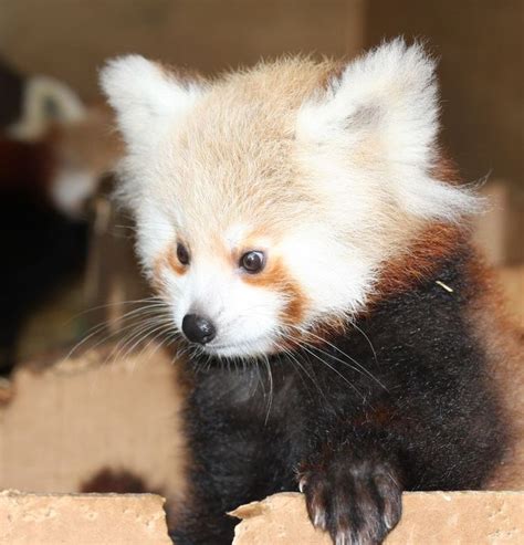 30 best Red Panda Cubs! images on Pinterest | Cubs, Red pandas and Bear ...