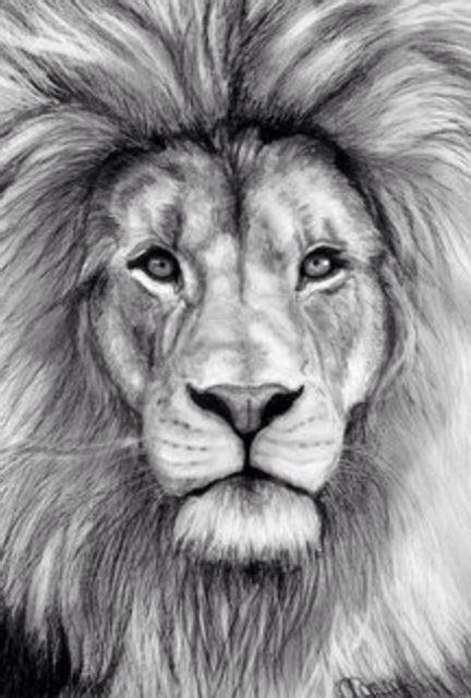 This with blue eyes #lion #tattoo #fierce | Pencil drawings of animals, Lion art, Realistic ...