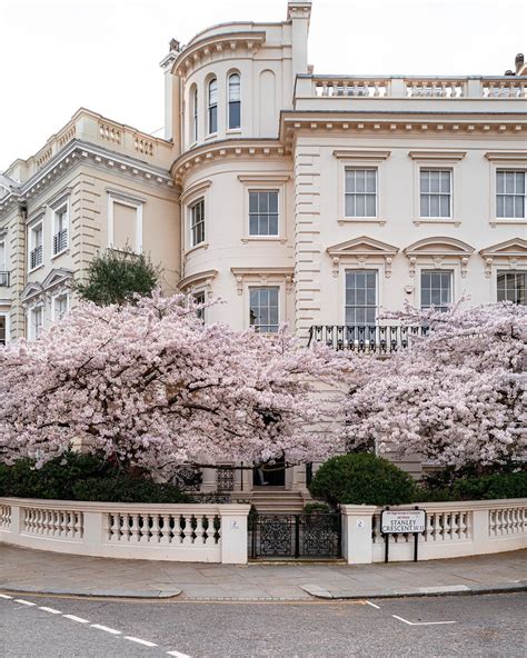 Cherry blossoms in Notting Hill, London, UK. : MostBeautiful