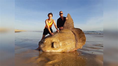 A rare giant sunfish weighing more than a car washes up on a beach in ...