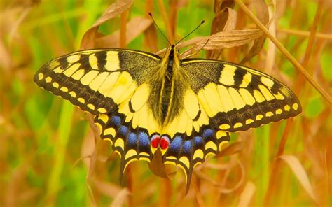 swallowtail | Cambridge Conservation Forum