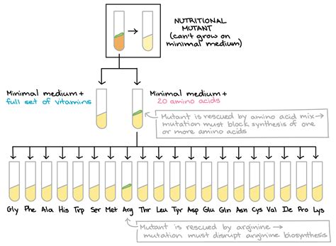 BEADLE AND TATUM EXPERIMENT PDF