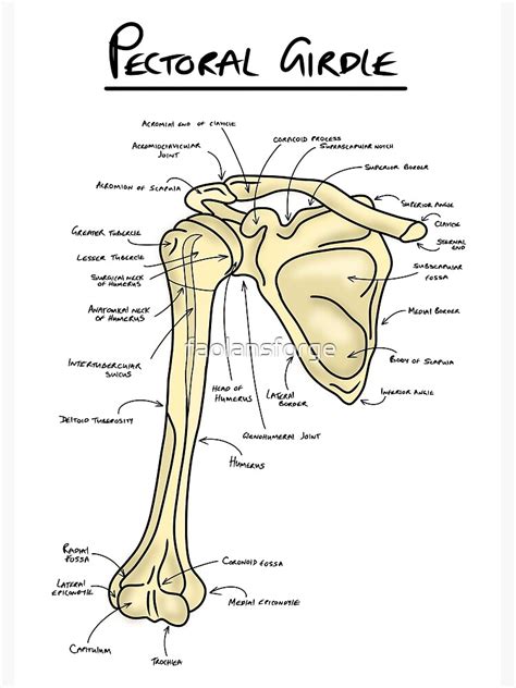 "Pectoral girdle anatomy diagram " Poster for Sale by faolansforge ...