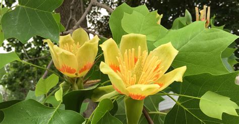 #bioPGH Blog: Tulip Poplar | Phipps Conservatory and Botanical Gardens | Pittsburgh PA