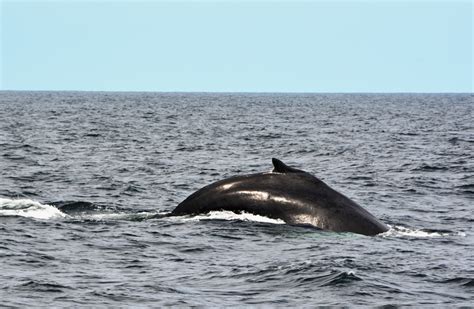 New England Aquarium Whale Watch | Outside the Cage