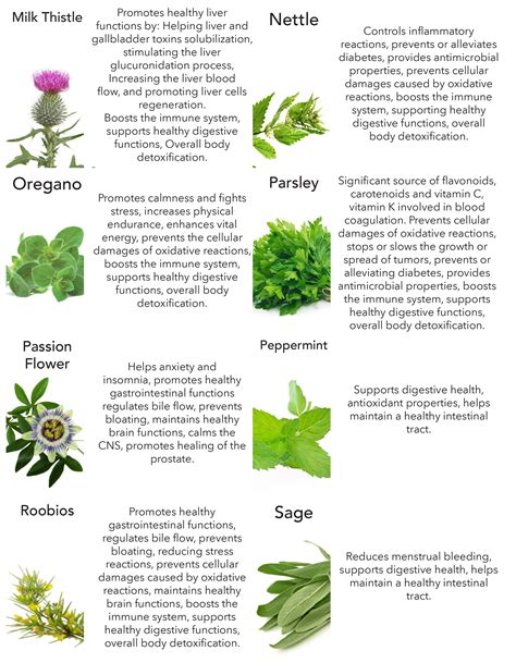 Our Different Kinds of Fermented Herbs & Their Benefits! - Goddess of Spring