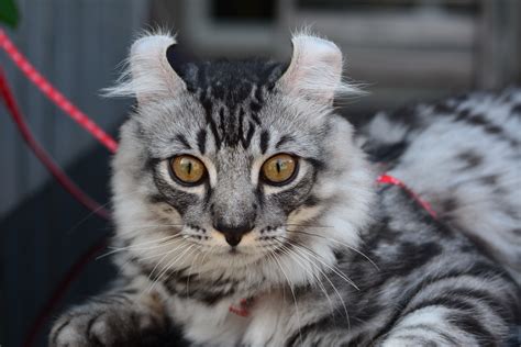 See the Cutest Cat Breeds as Kittens | Reader's Digest