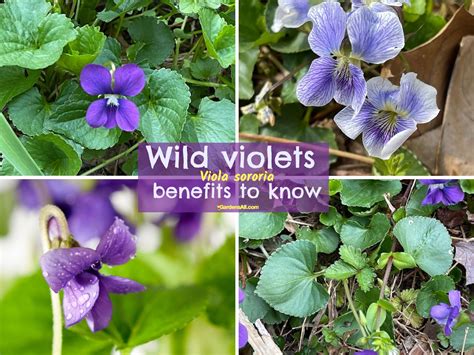 Wild Violets Benefits for Ground Cover, Food and More!