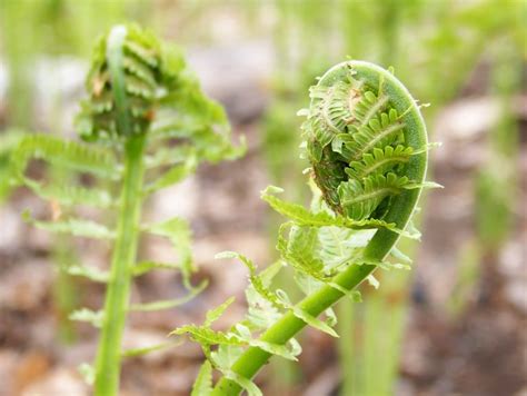 16 Permaculture Plants You Should Have in Your Garden | GroCycle