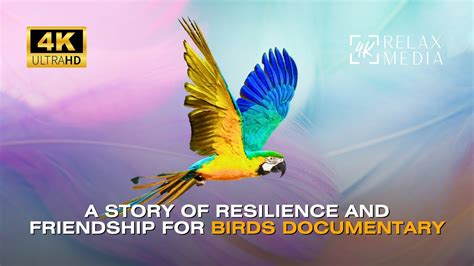 A Story of Resilience and Friendship in the Colorful Forest | Wildlife Documentary | Relax Media ...